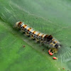 tussock moth caterpillar