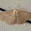 Unknown Moth - male