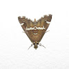 Maize moth / Beet webworm