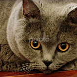 Focused by Tamsin Carlisle -  