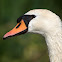 Mute Swan