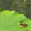 Common Greenback Frog