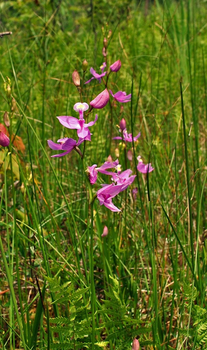 Grass Pink Orchid