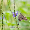 Long-tailed Skipper