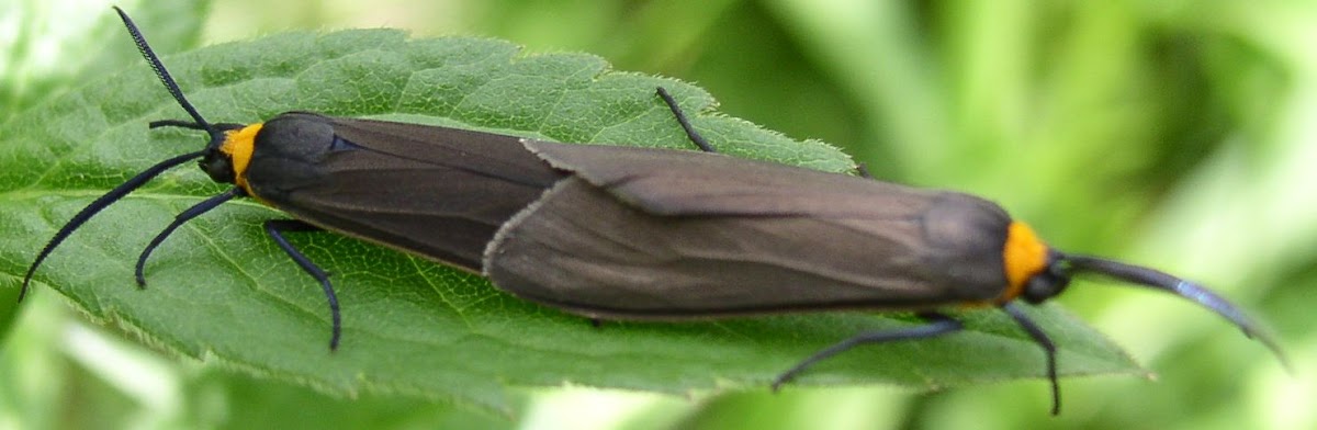 Yellow-collared Scape Moth, (mating).