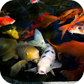 Koi Live Wallpaper Apk