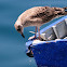 Yellow-legged Gull, Gaviota patiamarilla