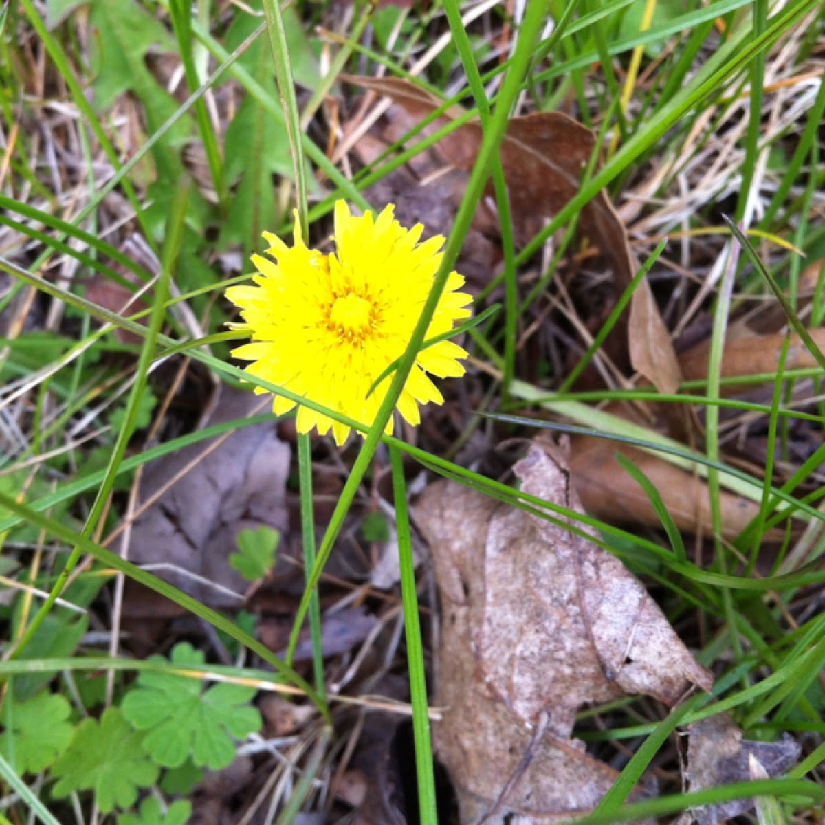 Dandelion