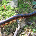 Worm millipede