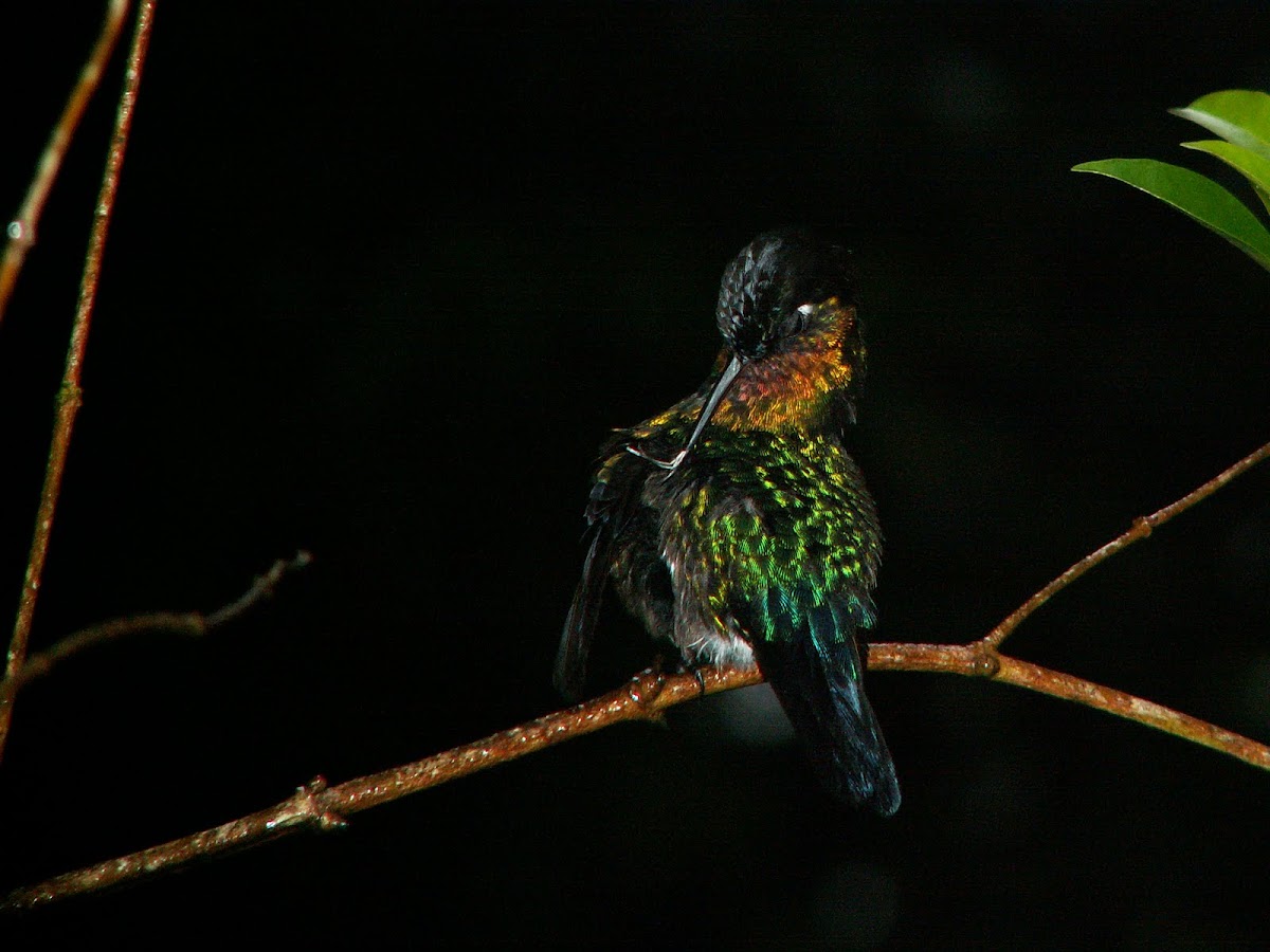 Faired-throated Hummingbird
