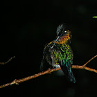 Faired-throated Hummingbird