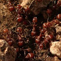 Fire ants