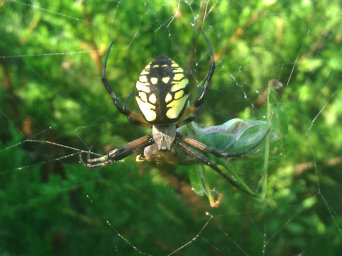 Black and Yellow Argiope
