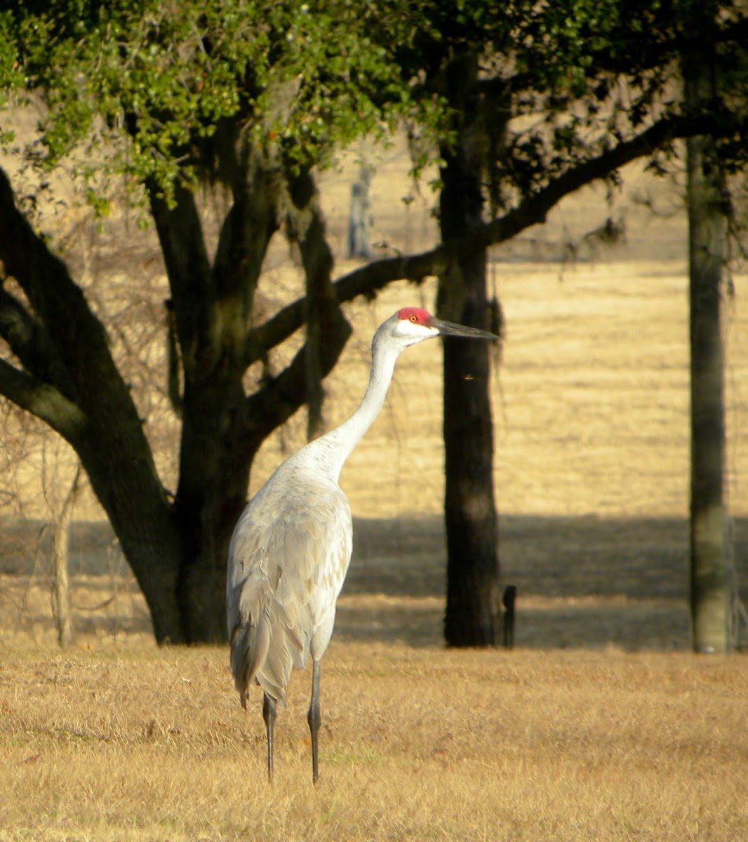 Sandhill Cranes