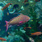 Anthias