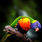 Rainbow lorikeet 