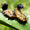 Argus Tortoise Beetle larvae