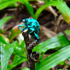 Brazilian Blue Weevil (Besouro-Jóia)