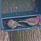 Male & Female House Finch