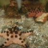 Horned Sea Star