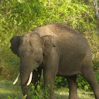 The Indian elephant