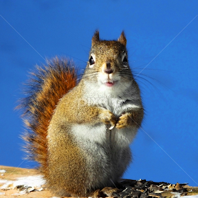by Christiane Ouellet - Animals Other