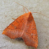 Scalloped Sallow Moth