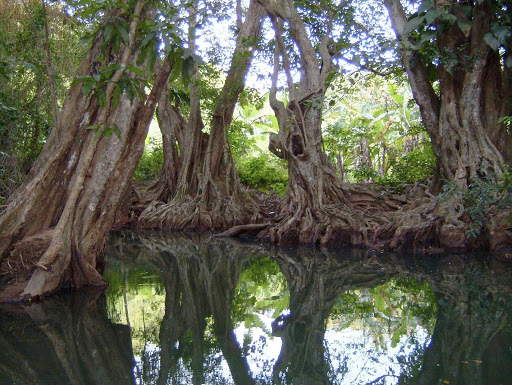 Visitors set off on a canoe ride on the Indian River in Portsmouth, Dominica.