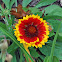 Indian Blanket Flower