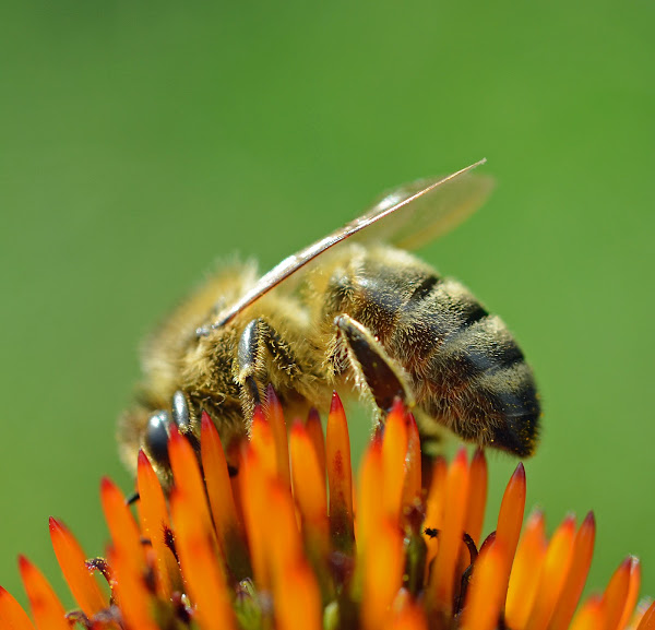 European honey bee Project Noah