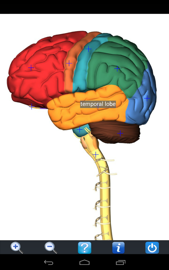 Visual Anatomy Free- screenshot