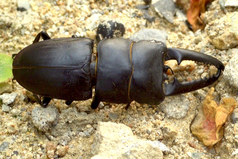Long-fanged Stag Beetle