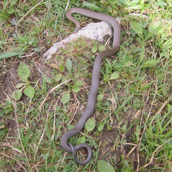 Northern Ringneck Snake Project Noah