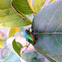 green jewel bug