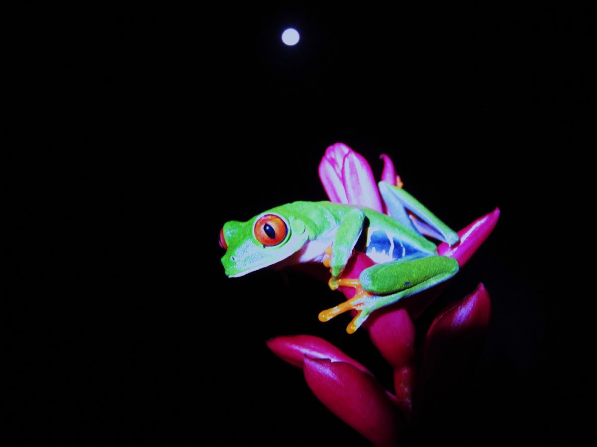 Red eye tree frog and the moon