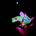 Red eye tree frog and the moon