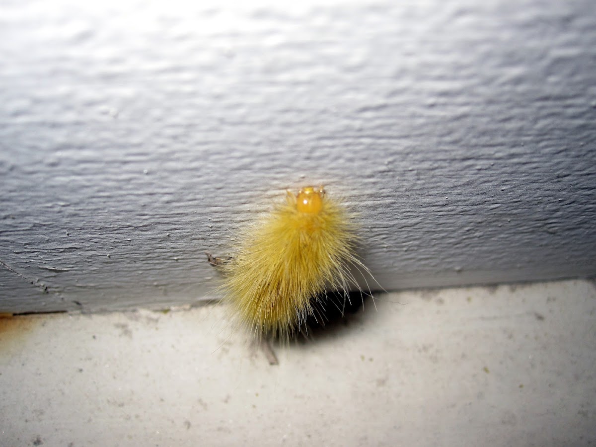Yellow Bear Caterpillar