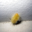 Yellow Bear Caterpillar