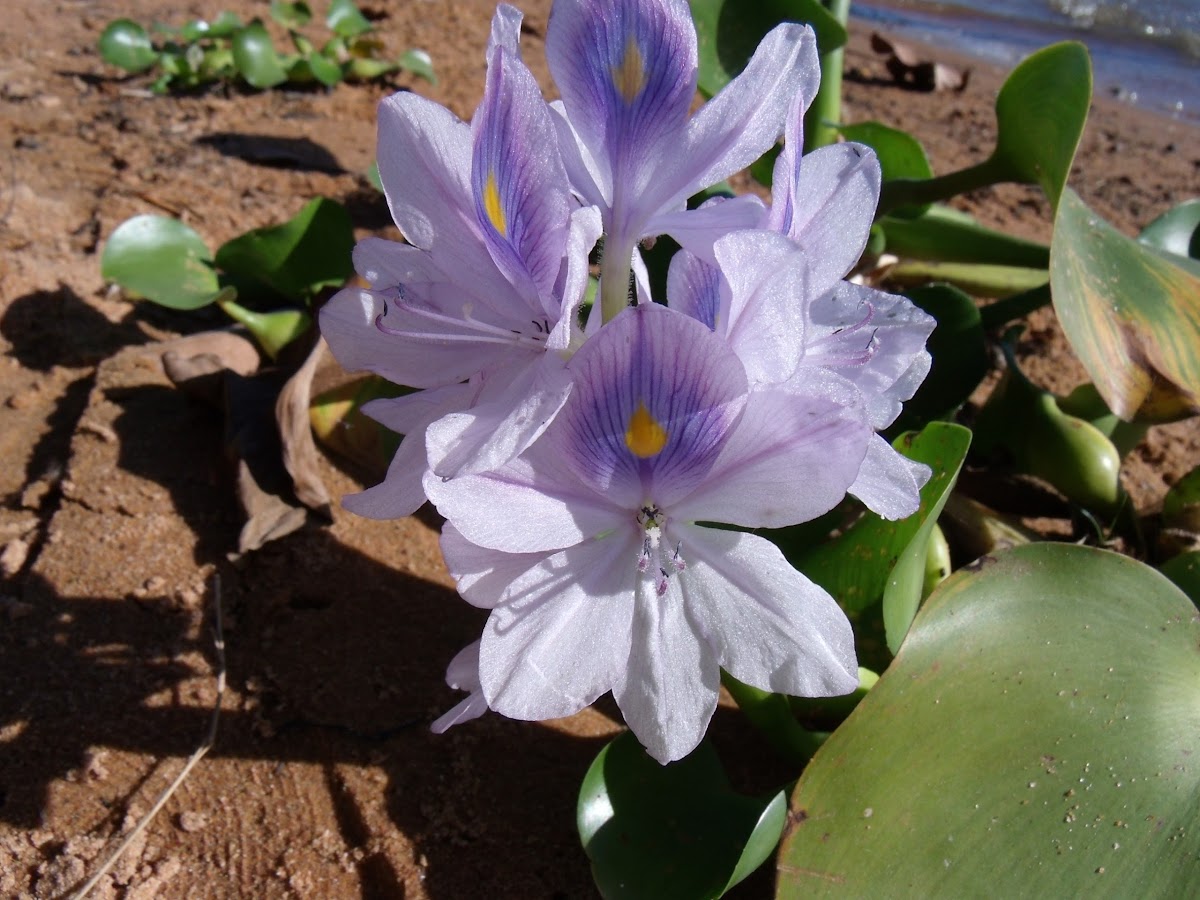 Flower Water Hyacinth