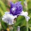 Tall Bearded Iris 'Crowned Heads'