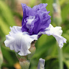 Tall Bearded Iris 'Crowned Heads'