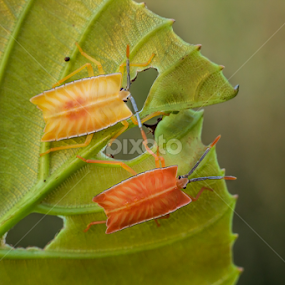 Togetherness by Herlan Satriandi - Animals Insects & Spiders