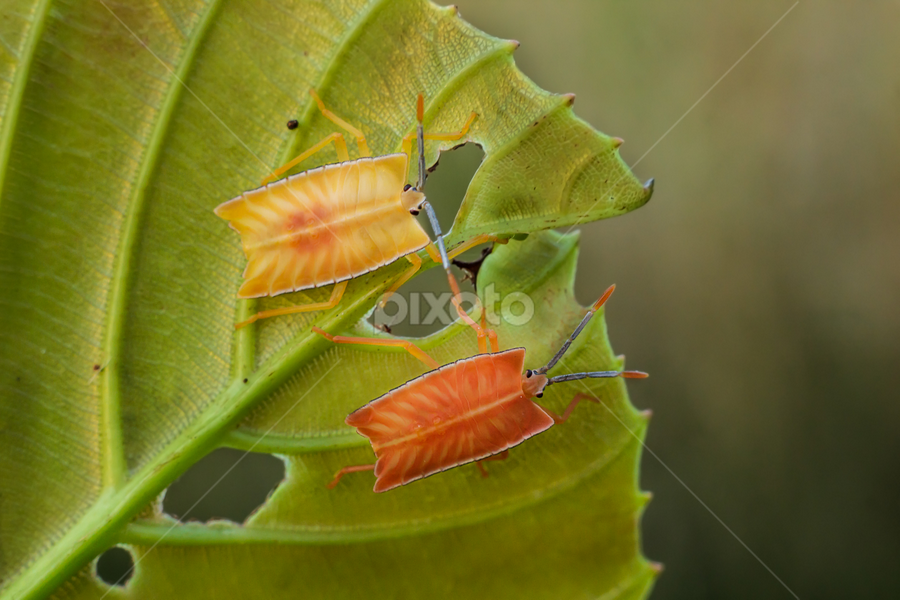 Togetherness by Herlan Satriandi - Animals Insects & Spiders