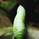 Vine Hawk-moth Caterpillar