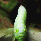 Vine Hawk-moth Caterpillar