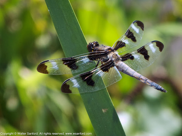 Twelve-spotted Skimmer dragonfly (young male) | Project Noah