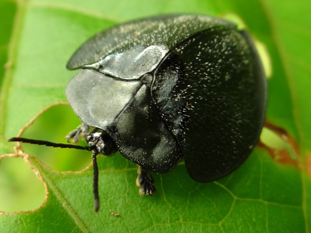 Black Tortoise Beetle