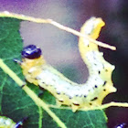 Sawfly larva