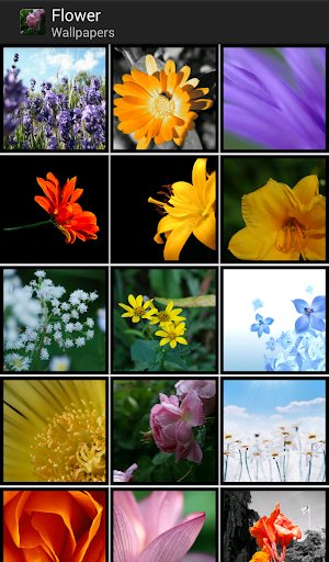 Flowers - HD Wallpapers