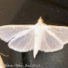 Olive Tree Pearl Moth